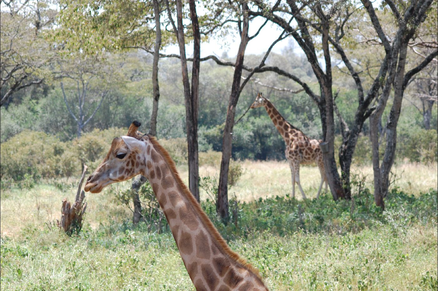 Giraffe