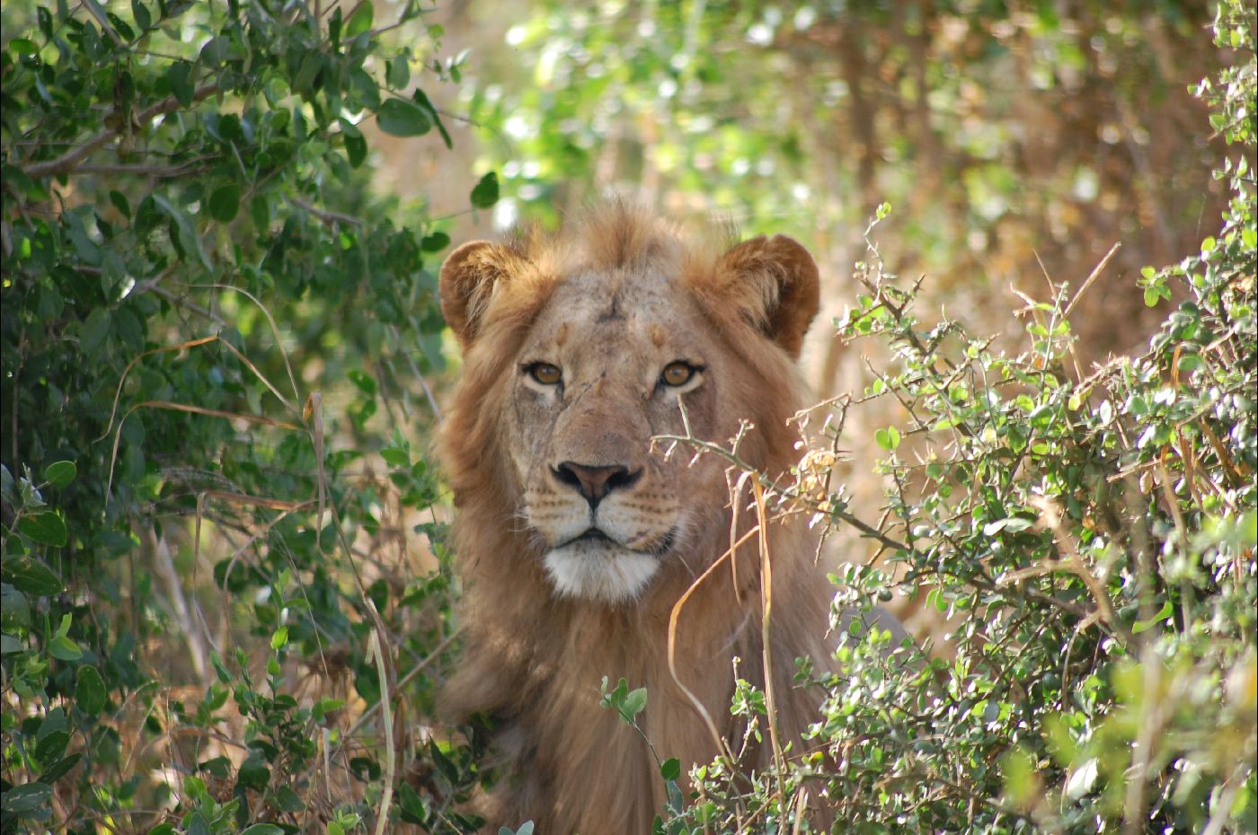 Lion
